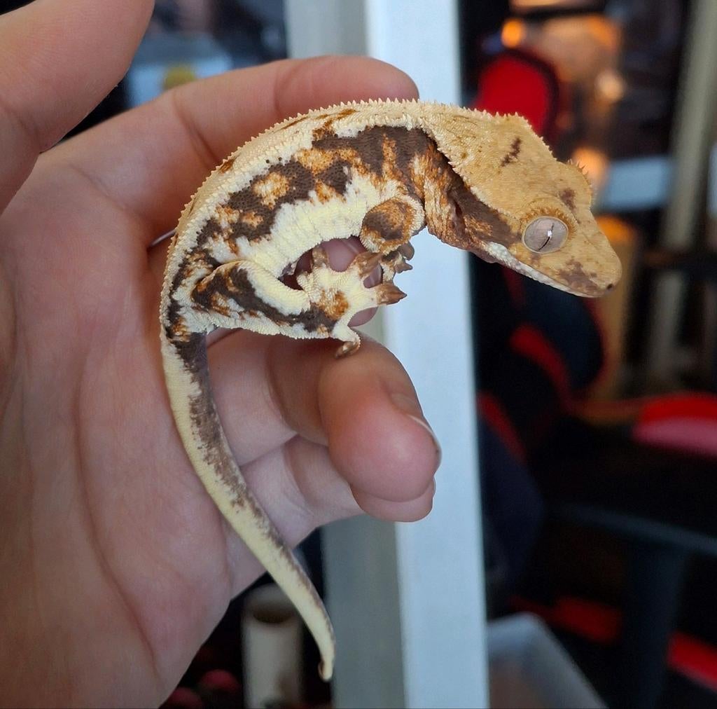 Leuke tri-color lilly white wimpergekko/crested gecko man Crested Gecko - male for sale from Lotus' Creatures