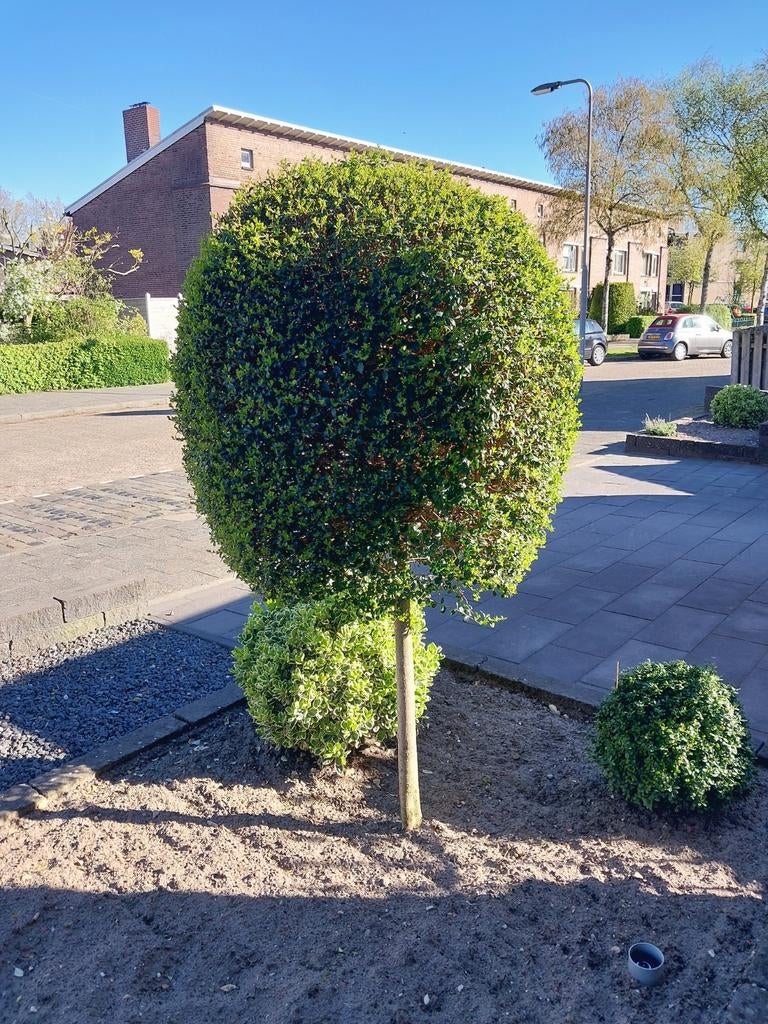 Buxus bol op stam mooi bloeiend!, Ophalen, Buxus, 100 tot 250 cm