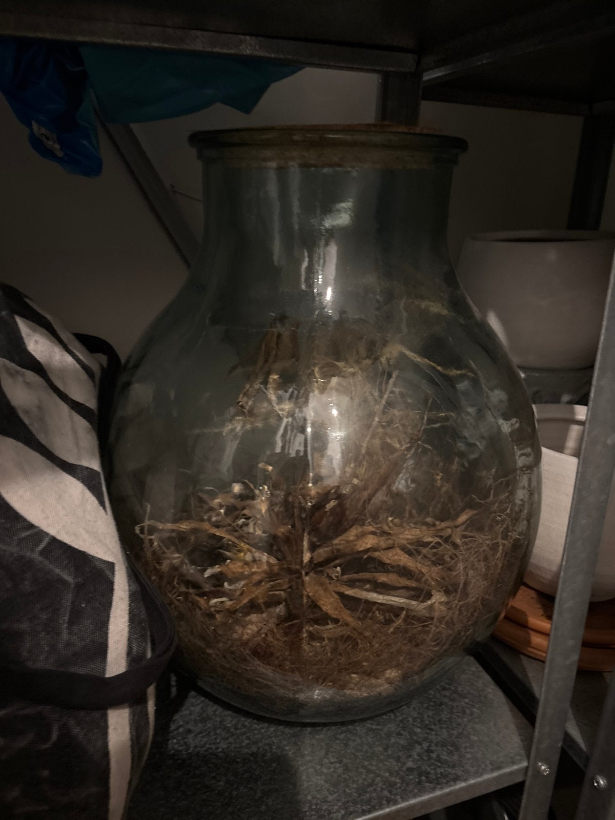 Planten terrarium stopfles, Huis en Inrichting, Ophalen, Gebruikt, Glas