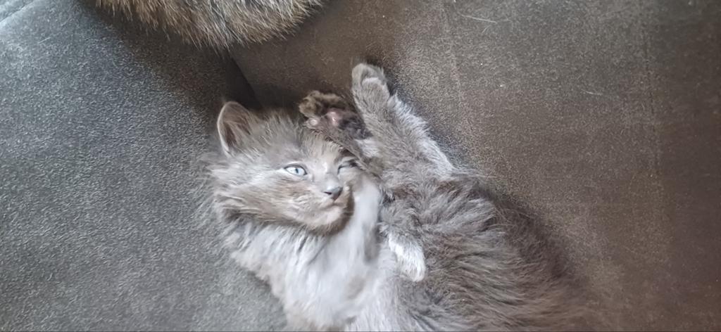 Laaste kitten