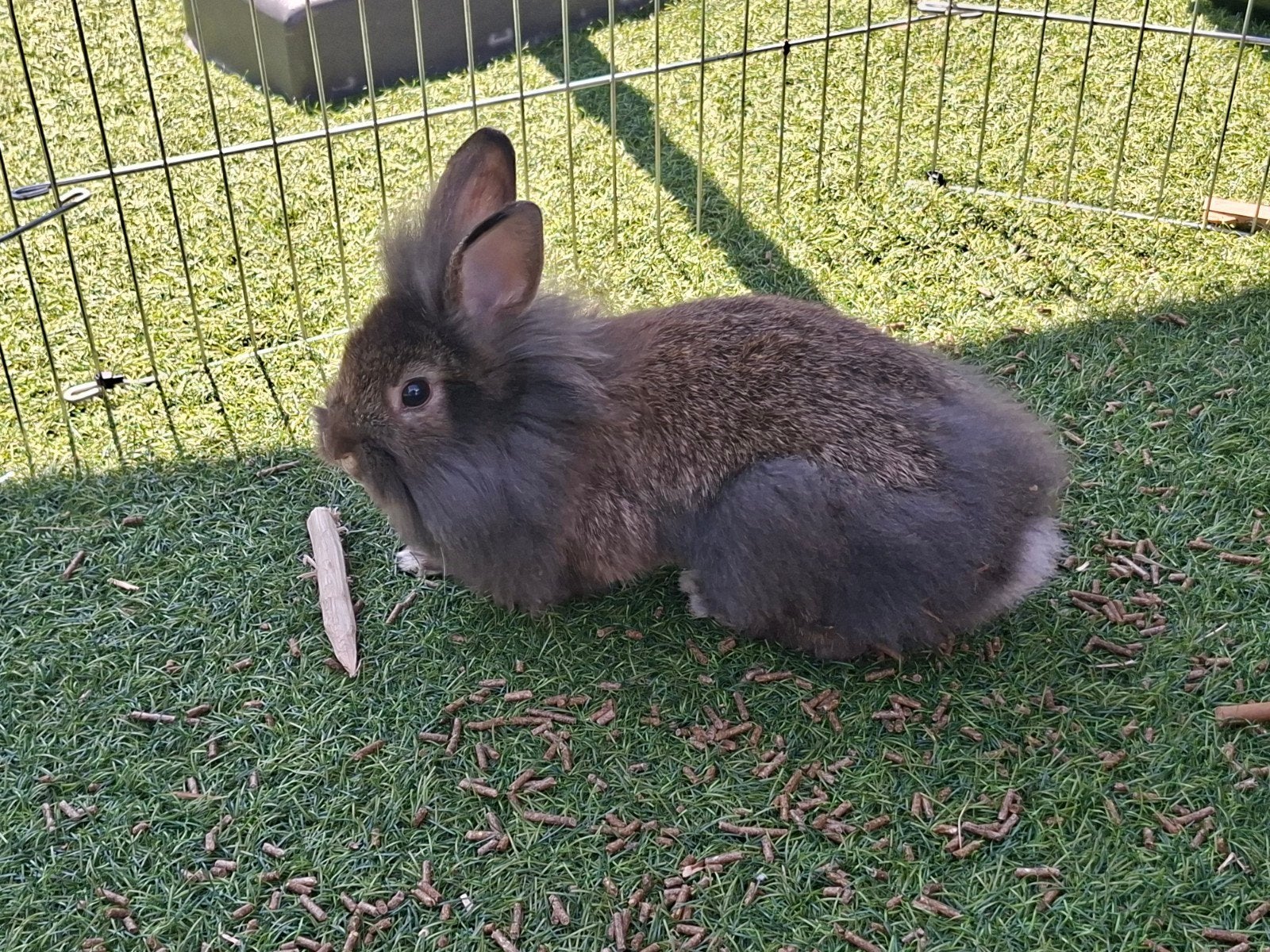 Jonge konijnen, mannetje en vrouwtje, Meerdere dieren
