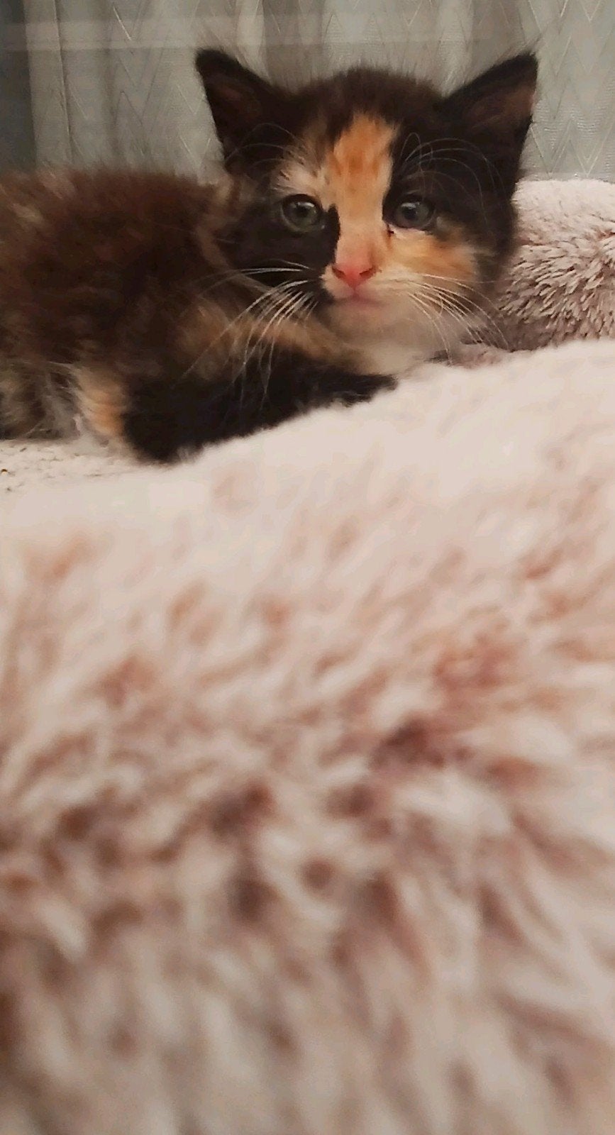 Lieve kittens zoeken een gouden mandje, Dieren en Toebehoren, Katten en Kittens | Raskatten | Korthaar, Meerdere dieren