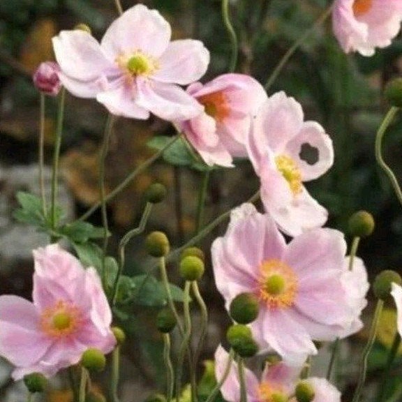 Lichtroze Anemoon Scheurlingen - Charmante Vaste Plant, Tuin en Terras, Planten | Tuinplanten, Ophalen, Overige soorten, Volle zon