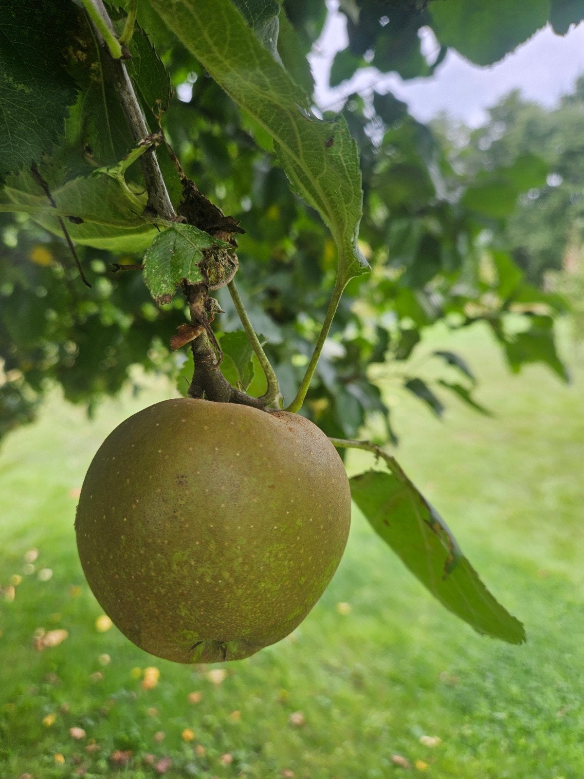 Goudreinet appels onbespoten, Ophalen, Minder dan 100 cm, Overige soorten
