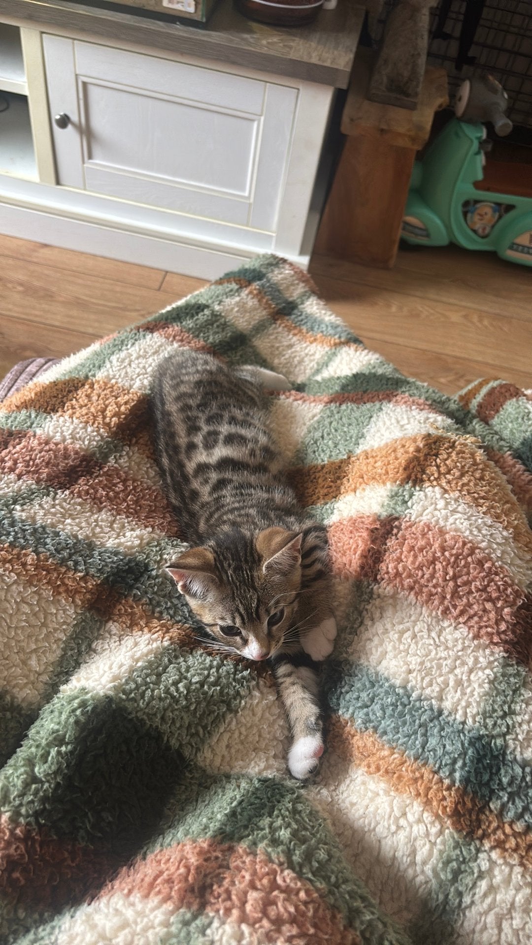 Prachtig bengaals poesje mag verhuizen, Poes