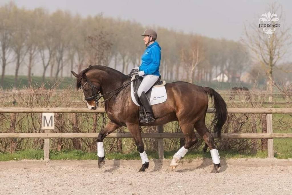 Lease: Abel, lieve ZZ licht leermeester in Hoeven, Paardrijles of Ponykampen