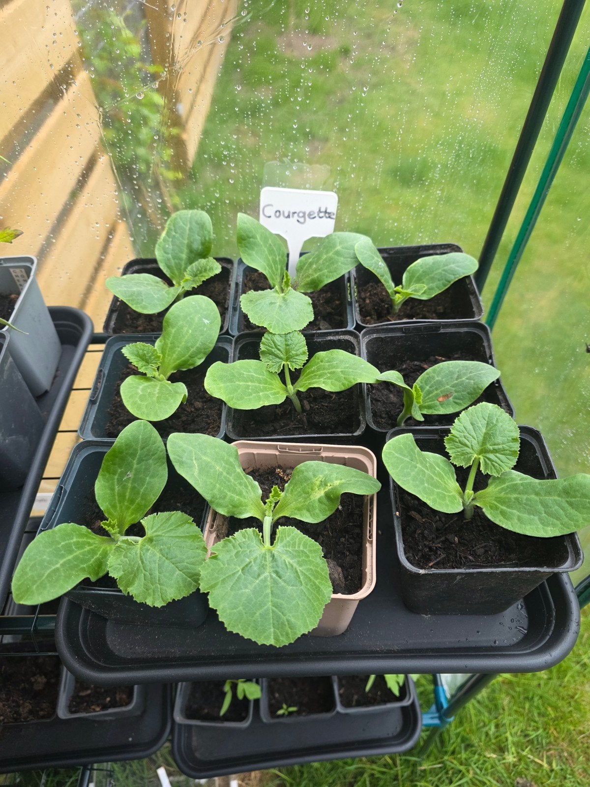 Courgette planten, Tuin en Terras, Planten | Tuinplanten, Ophalen, Eenjarig, Groenteplanten, Volle zon