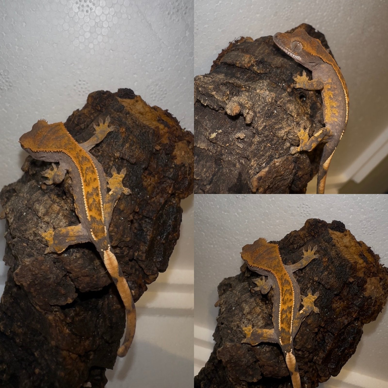 Wimpergekko baby, Dieren en Toebehoren, Reptielen en Amfibieën, Hagedis, Tam, 0 tot 2 jaar