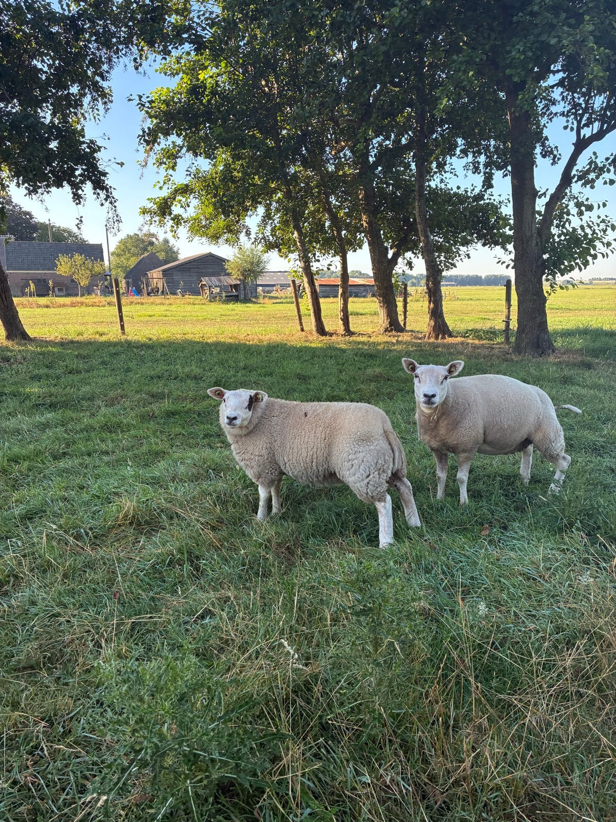 Te koop mooie sterke 3 lammeren , schaap, Meerdere dieren, Schaap