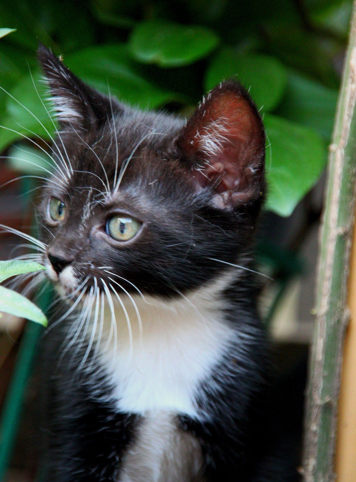 Kitten, Dieren en Toebehoren, Kater, Kortharig, 0 tot 2 jaar