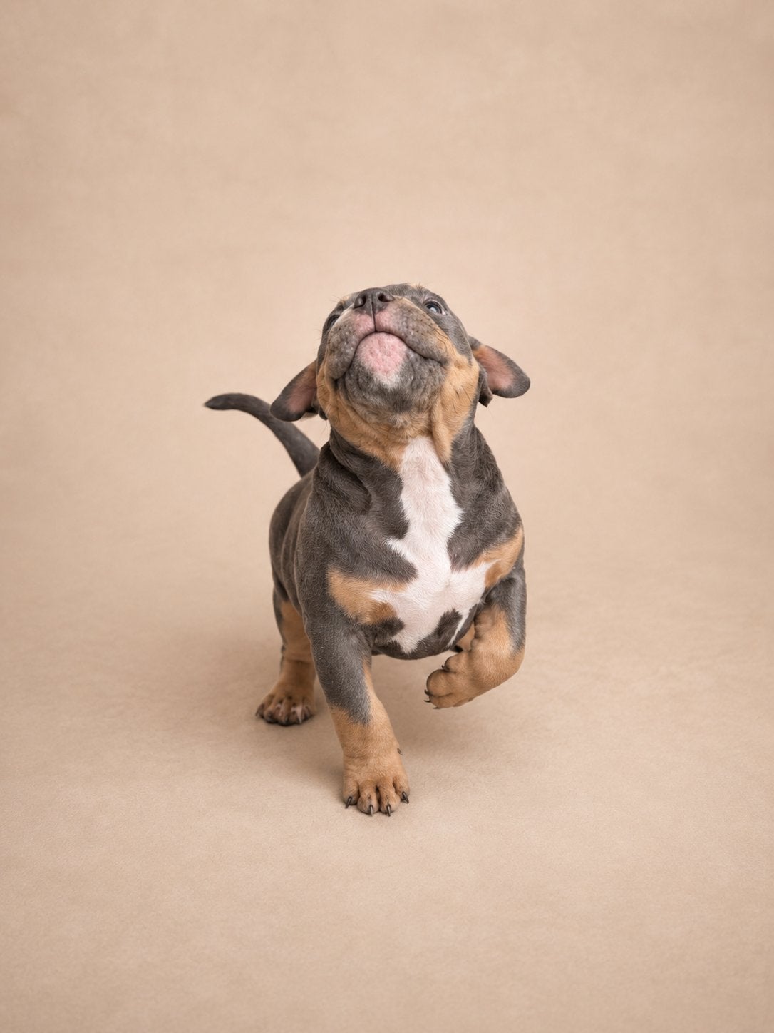 Laatste Blue Tricolor teefje beschikbaar –Bully Pocket ABKC, Dieren en Toebehoren, 8 tot 15 weken, Parvo, Bulldog, Meerdere