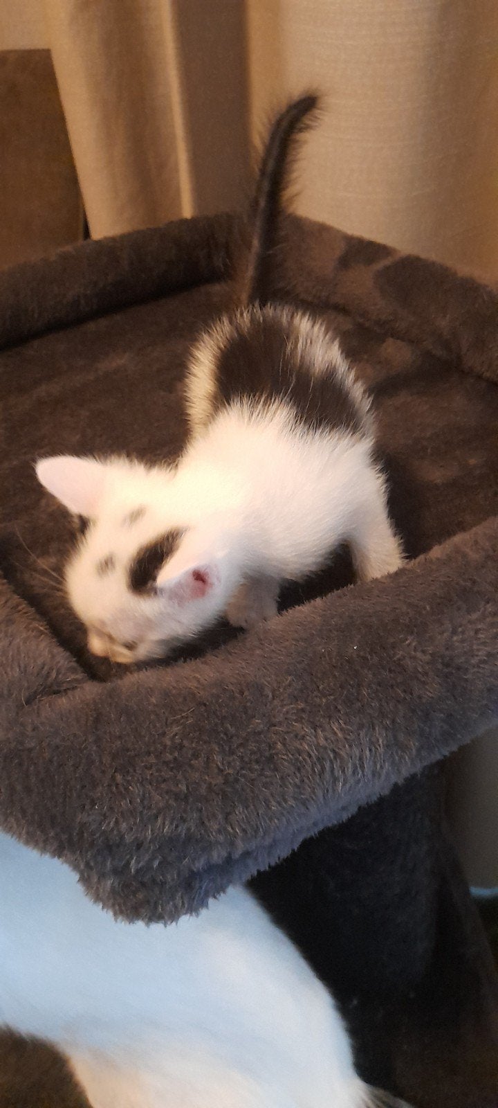 Kittens, Dieren en Toebehoren