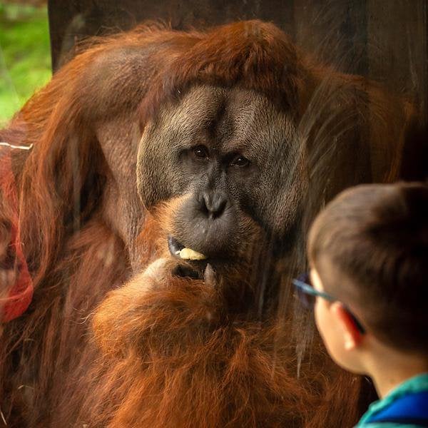 4 kaartjes Zoo Antwerpen, Tickets en Kaartjes, Recreatie | Dierentuinen, Twee personen, Ticket of Toegangskaart