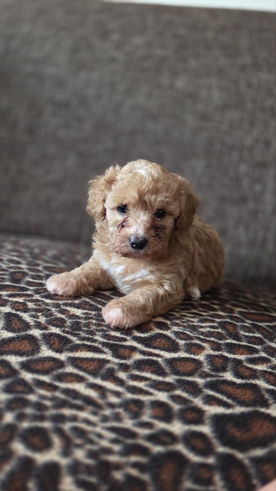 Maltipoo pup teefje, Parvo, Overige rassen, 8 tot 15 weken, Teef