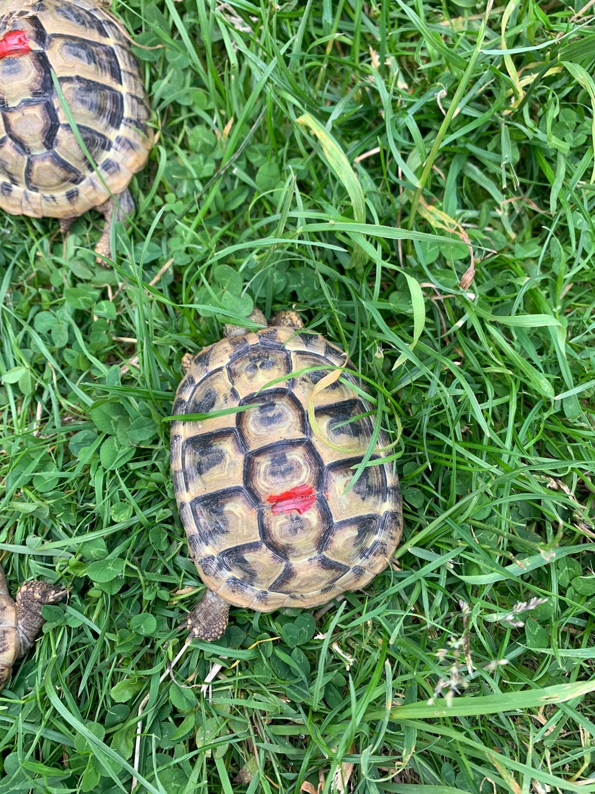 Griekse landschildpad - Testudo Hermanni Boetgerie, Schildpad