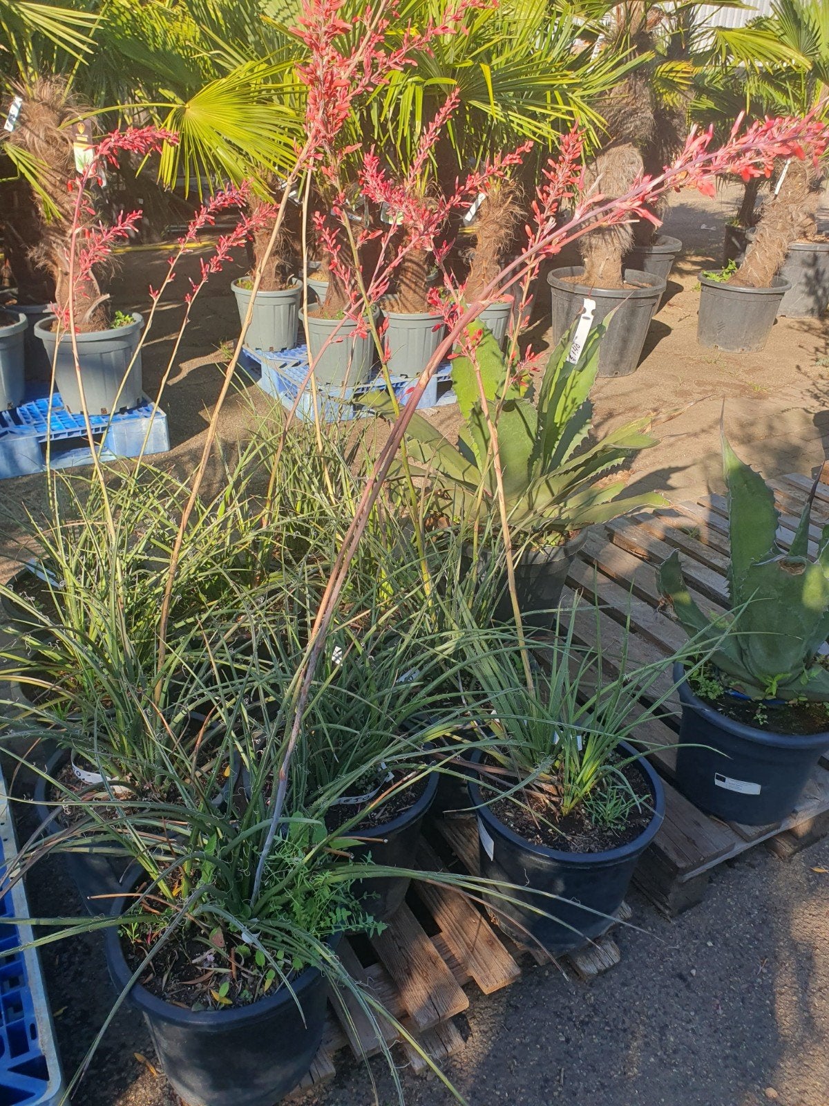 AANBIEDING 50% KORTING, Tuin en Terras, Planten | Bomen, Ophalen, Zomer, Volle zon, Overige soorten