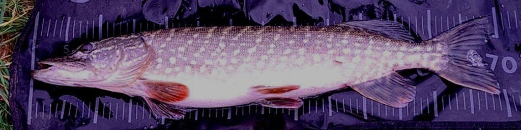 Snoekstreamer FL 10 (14,5 gram) gebonden op Double Hook, Watersport en Boten, Ophalen, Nieuw, Complete set