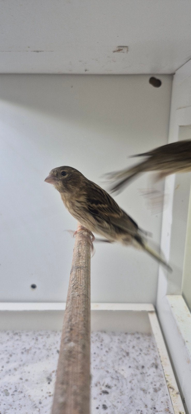 Portugese harlekijn kanaries, Meerdere dieren, Postuurkanarie