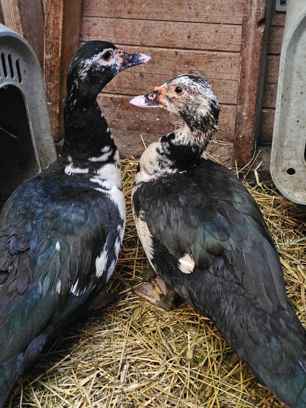 Aangeboden 2 mooie jonge muskuseenden vrouwtjes, Meerdere dieren, Eend
