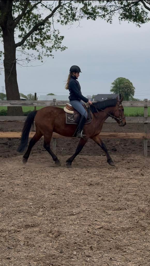 Kinderpony/Manege pony, Dieren en Toebehoren, Pony's, Merrie, L, C pony (1.27m tot 1.37m), Springpony, 3 tot 6 jaar, Gechipt, Ontwormd