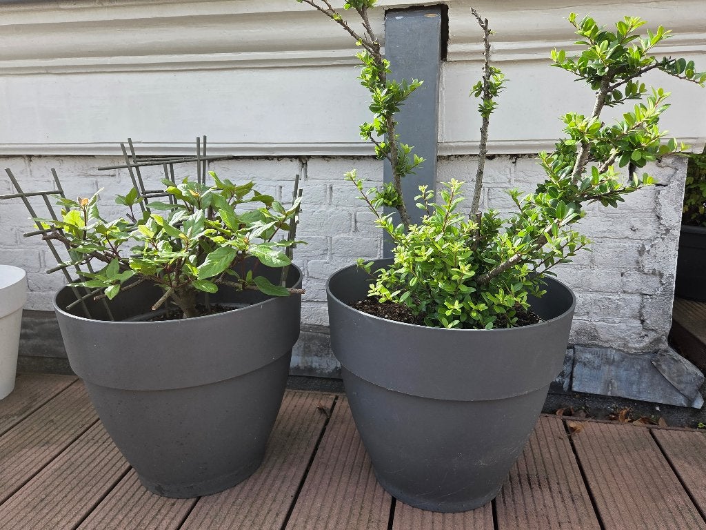 Prachtige set terrasplanten: Fuchsia & Japanse Hulst, Tuin en Terras, Vaste plant, Halfschaduw, Lente, Ophalen
