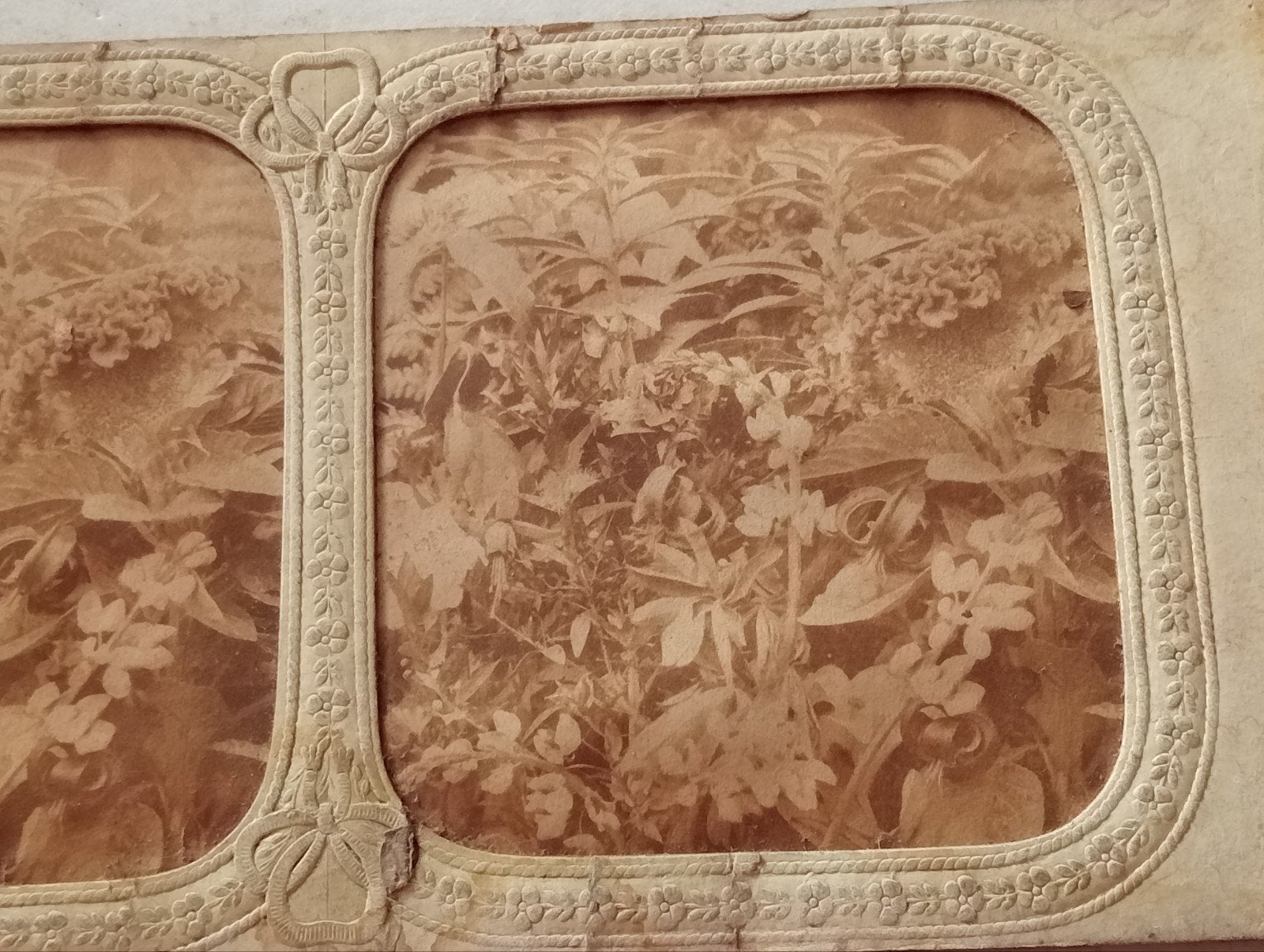 Zeer oude stereofoto met planten, Ophalen of Verzenden, Voor 1940, Gebruikt