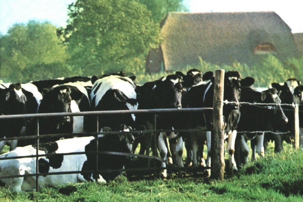 37011 Eerbeek koe 80+ Gld Gelopen met postzegel, Ophalen of Verzenden, 1980 tot heden, Gelopen, Gelderland