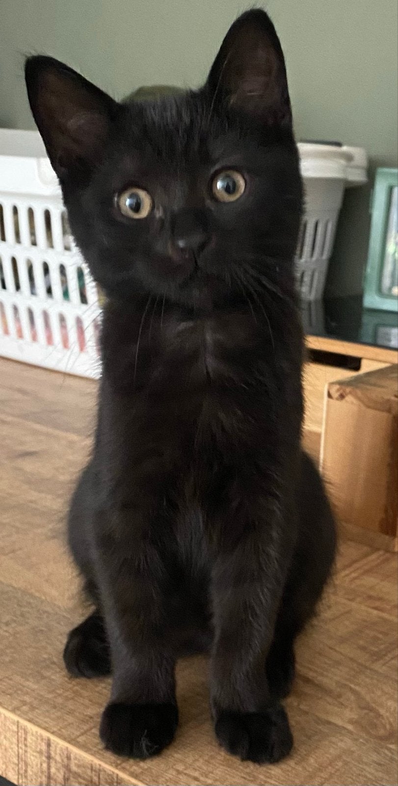 Britse lang en korthaar kittens, Dieren en Toebehoren, Meerdere dieren, Langharig, 0 tot 2 jaar