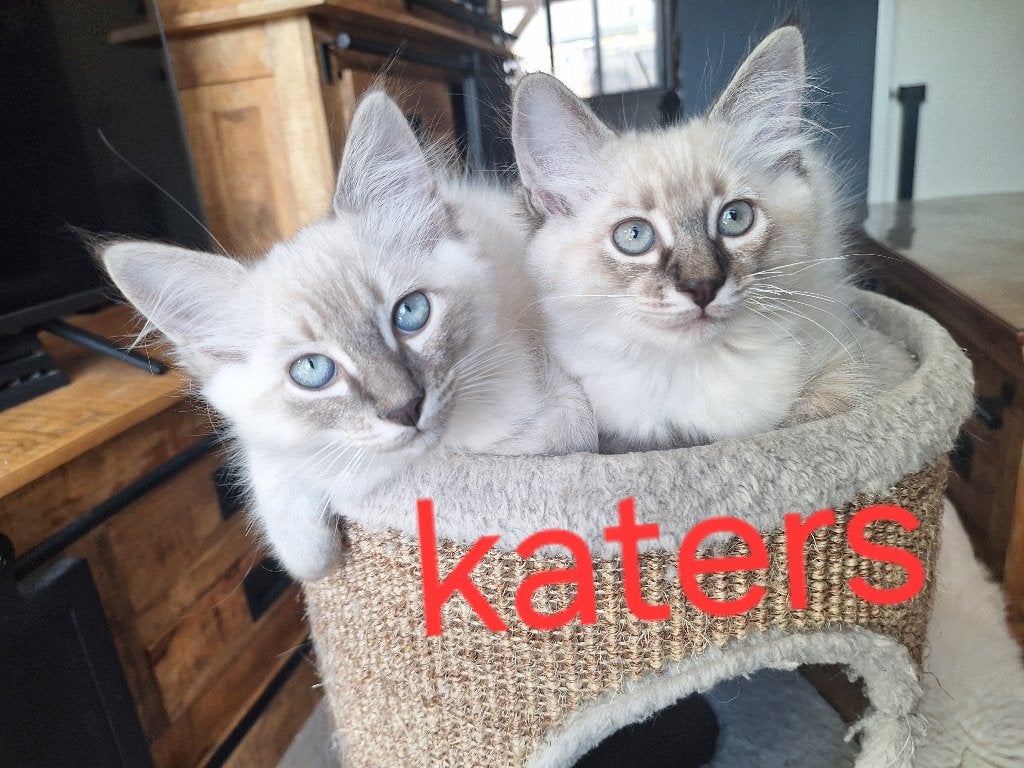 Nog 2 Ragdoll kittens direct beschikbaar! poesje en kater, Dieren en Toebehoren, Meerdere dieren, Ingeënt, 0 tot 2 jaar