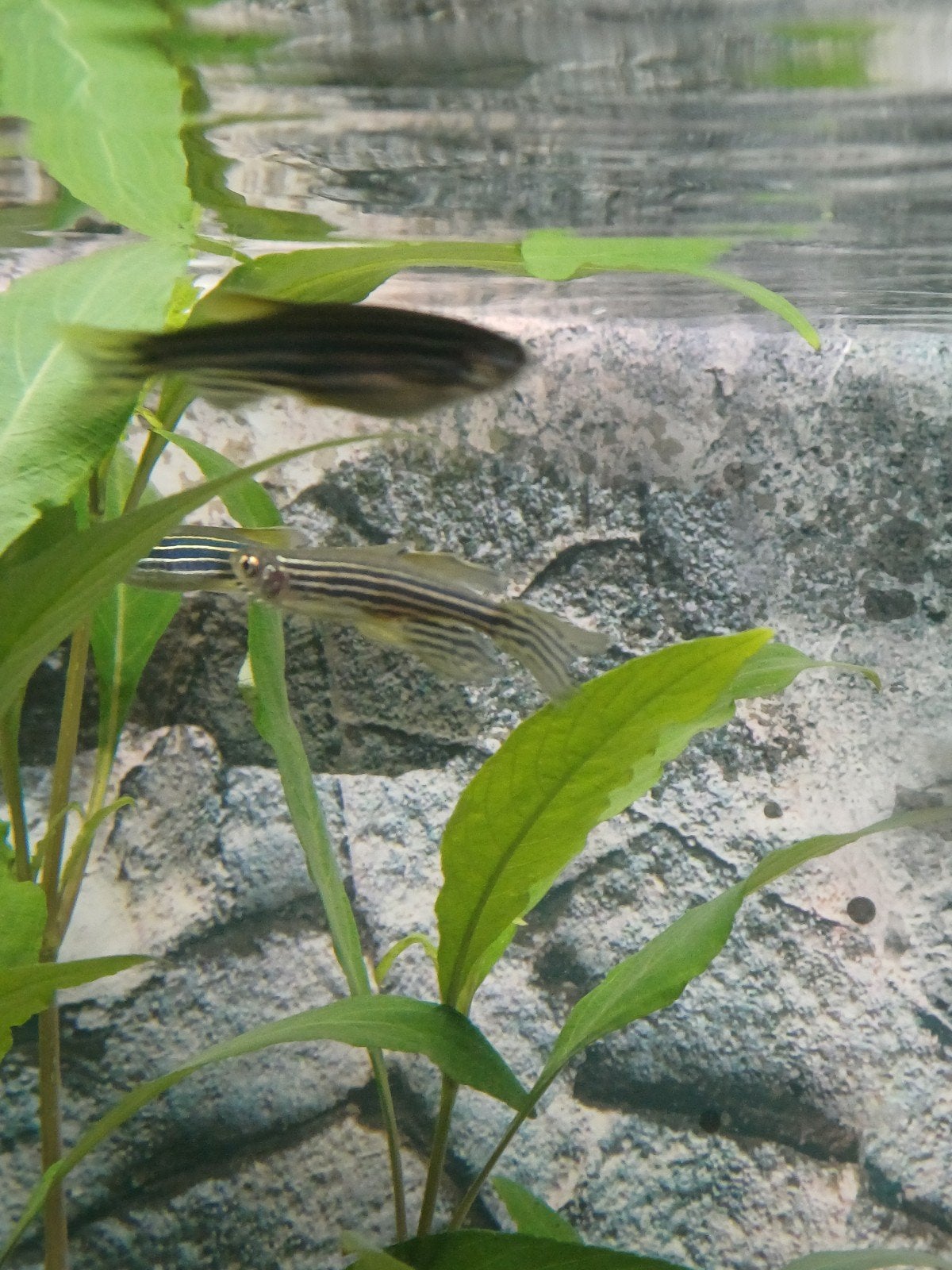 Laatste 2 aquarium vissen ZSM GRATIS OPHALEN