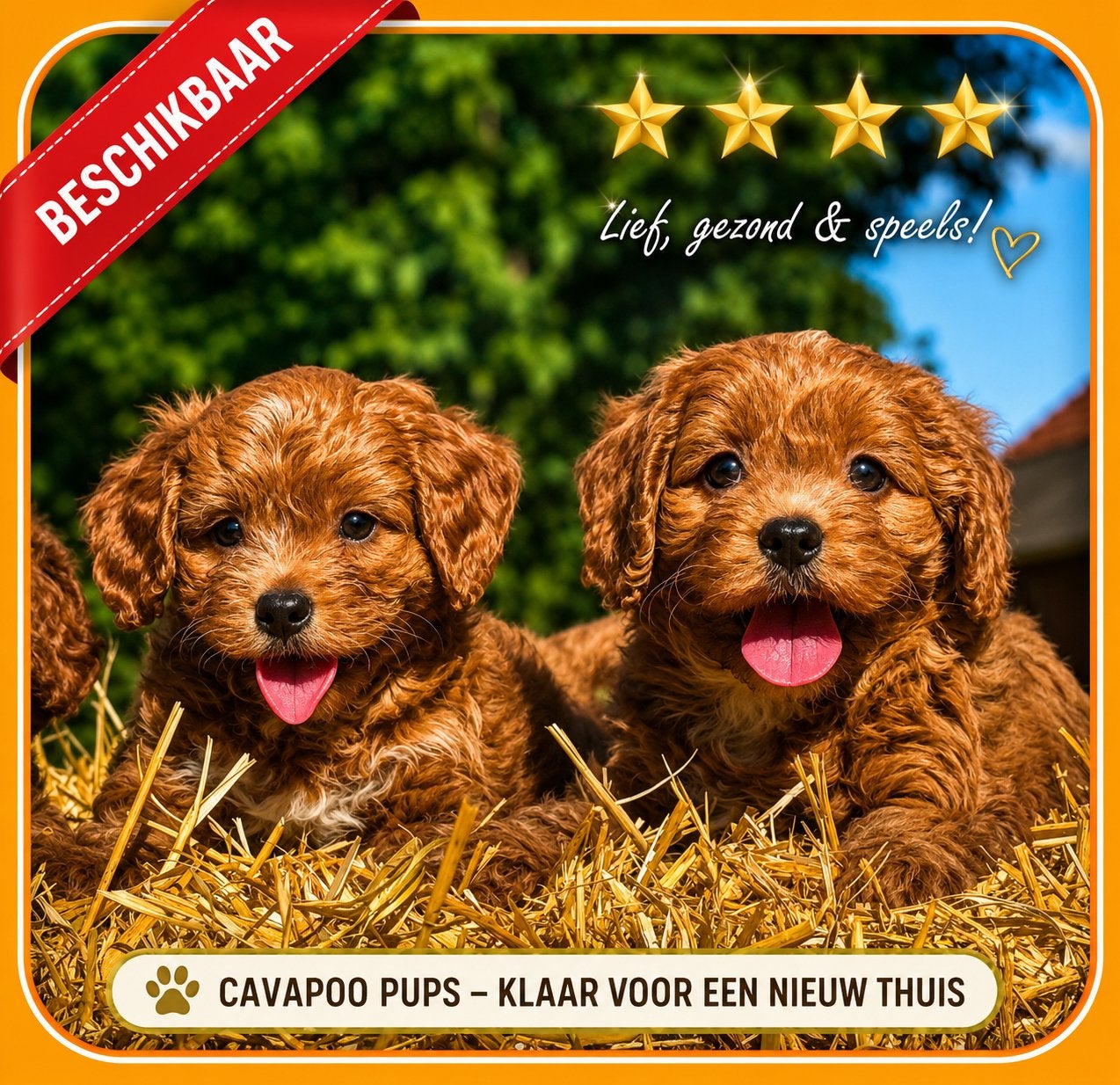 Cavapoo pups Hypoallergeen gezondheid getest, Dieren en Toebehoren, Nederland, Parvo, Overige rassen, 8 tot 15 weken