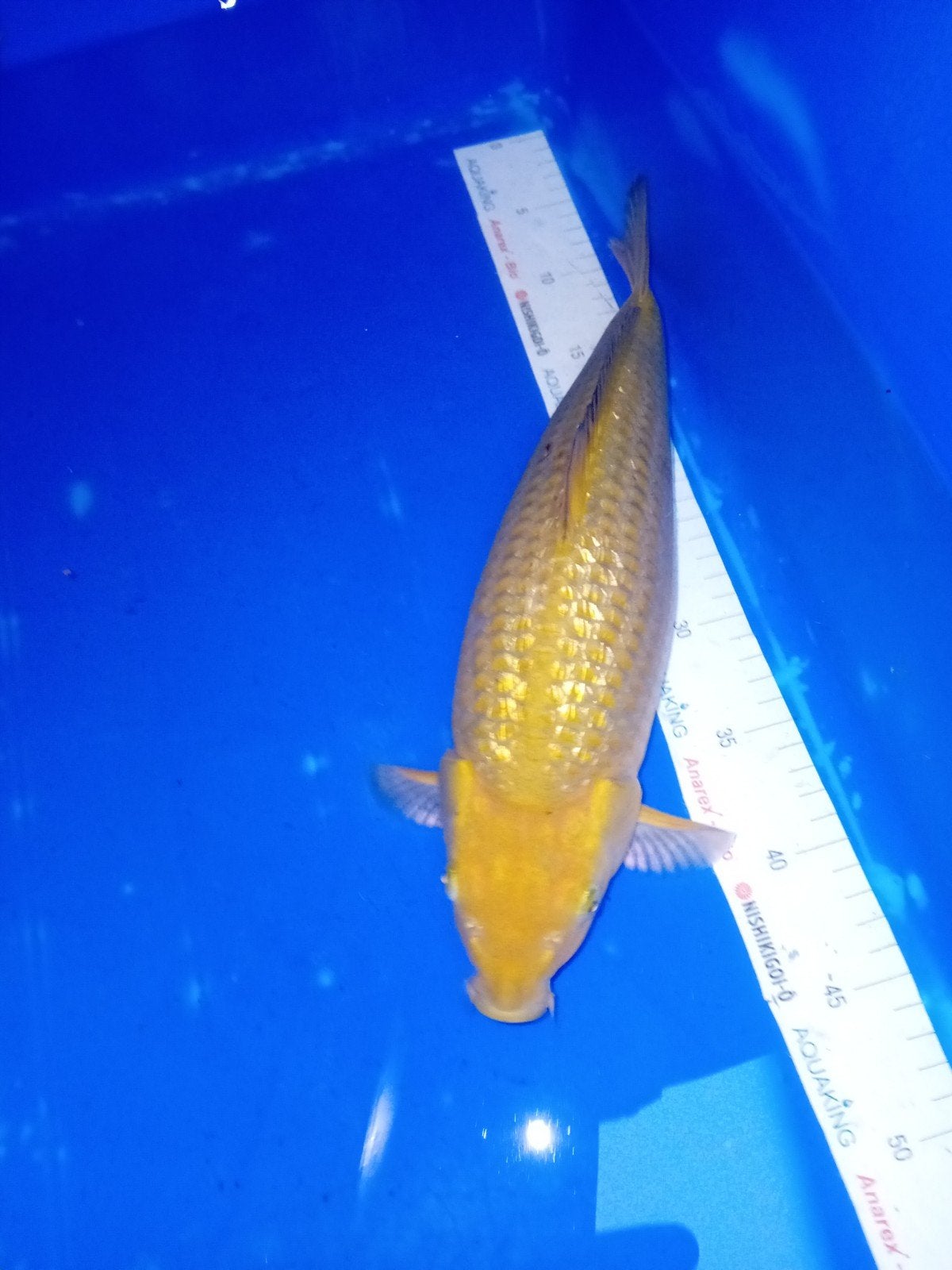 Ginrin chagoi 1, Karper of Koi