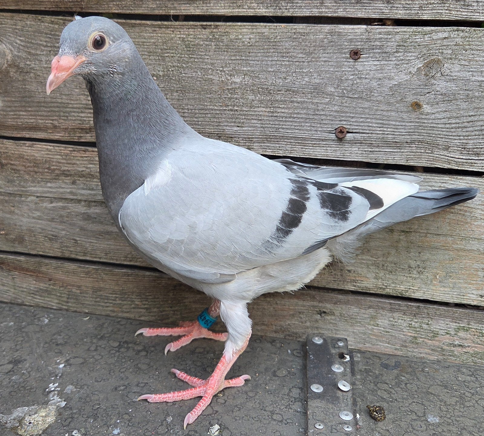 JONGE POSTDUIVEN, Meerdere dieren, Postduif