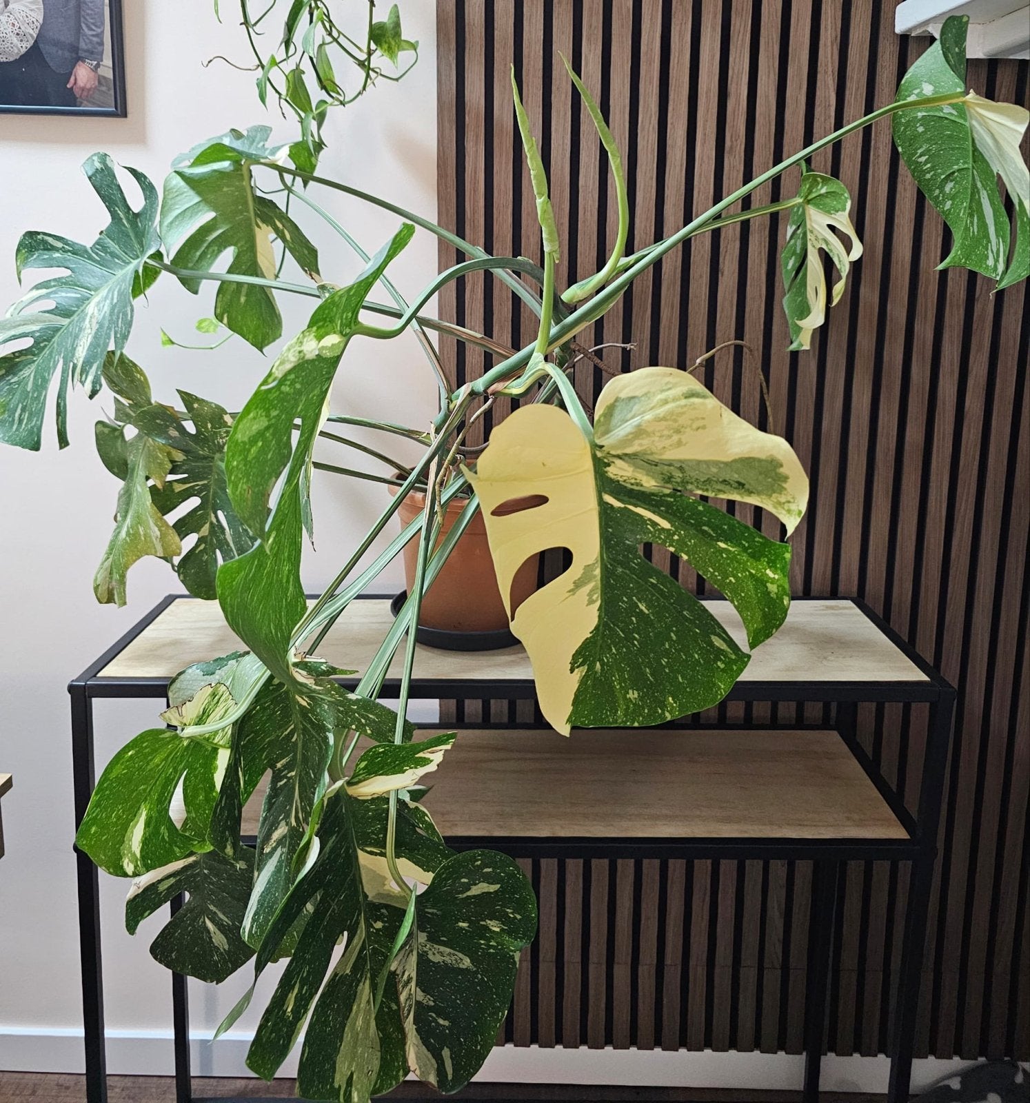Monstera Thai Constellation - Twee planten in één pot, Huis en Inrichting, Kamerplanten, Ophalen, Overige soorten, In pot, Minder dan 100 cm