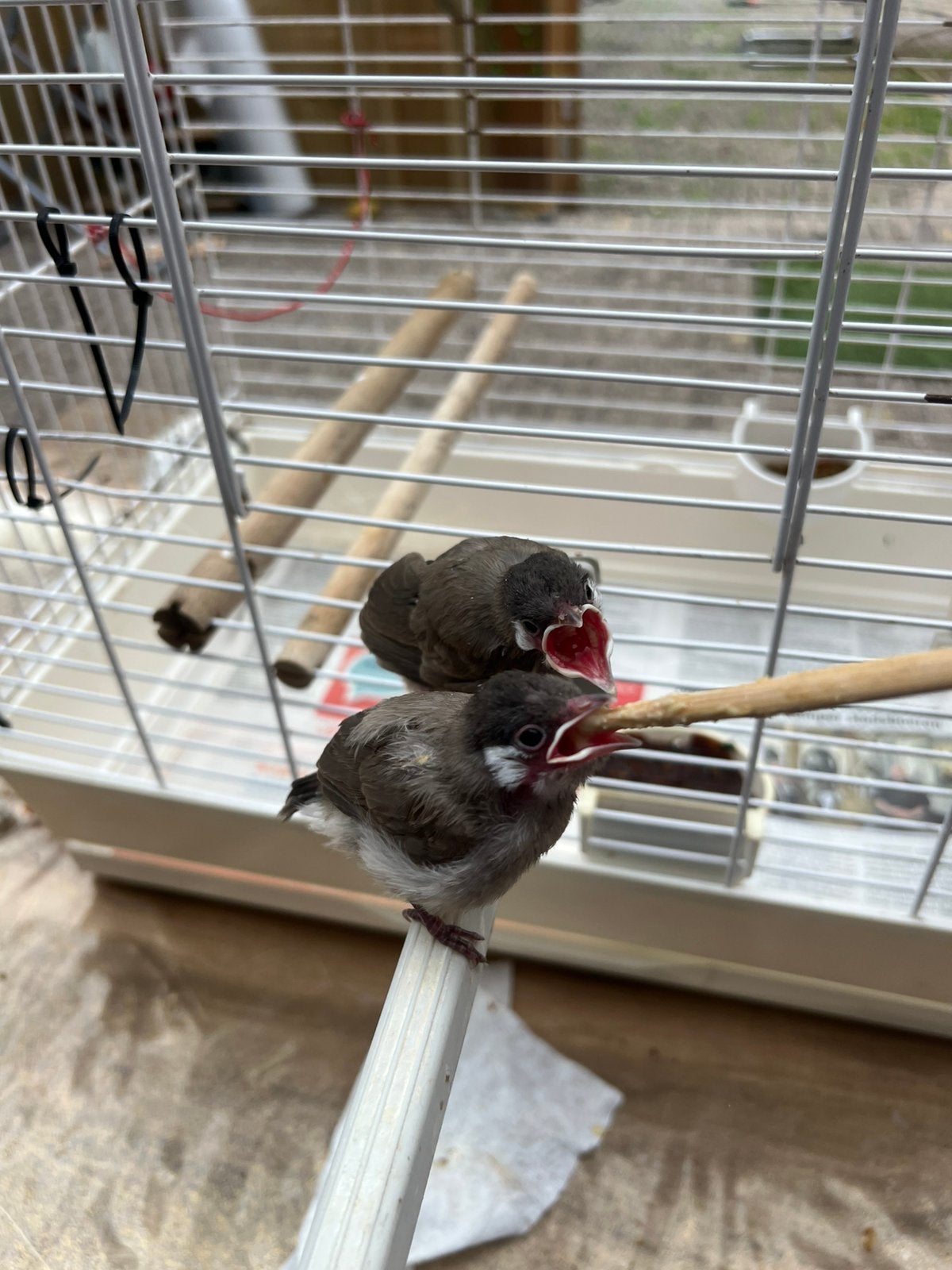 Irakese buulbuul, Dieren en Toebehoren, Geslacht onbekend, Geringd