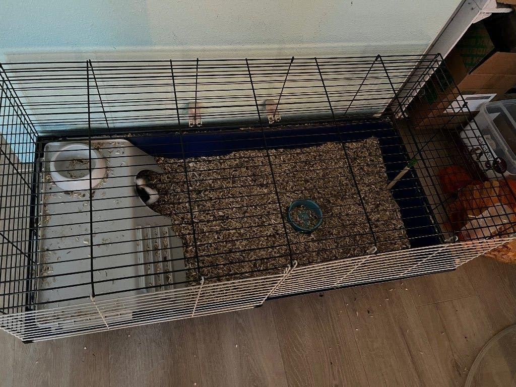 Cavia’s plus hok, Januari, Mannelijk, Cavia