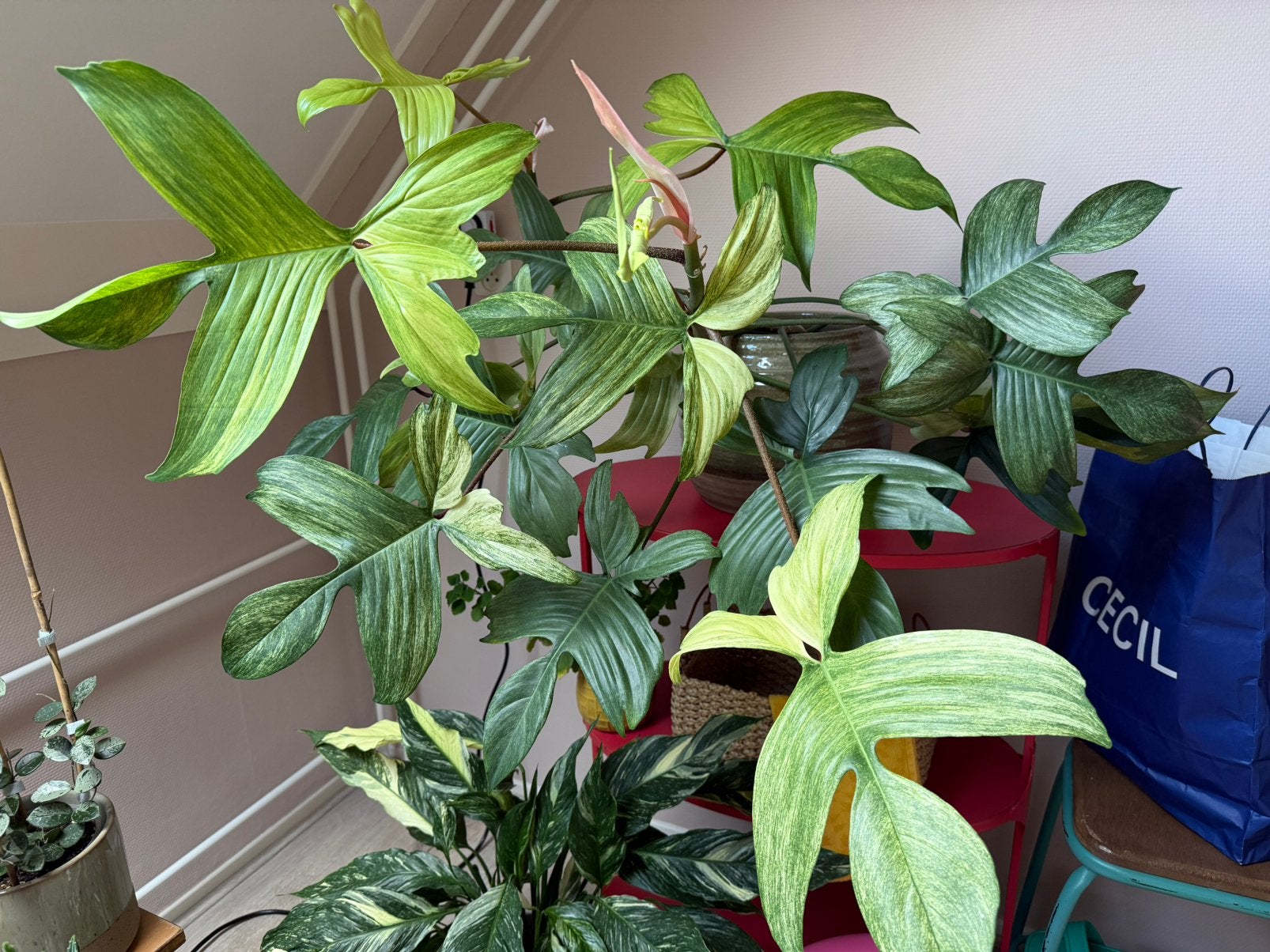 Grote Philodendron Florida Ghost variegata, Huis en Inrichting, Kamerplanten, Ophalen, Halfschaduw, Minder dan 100 cm