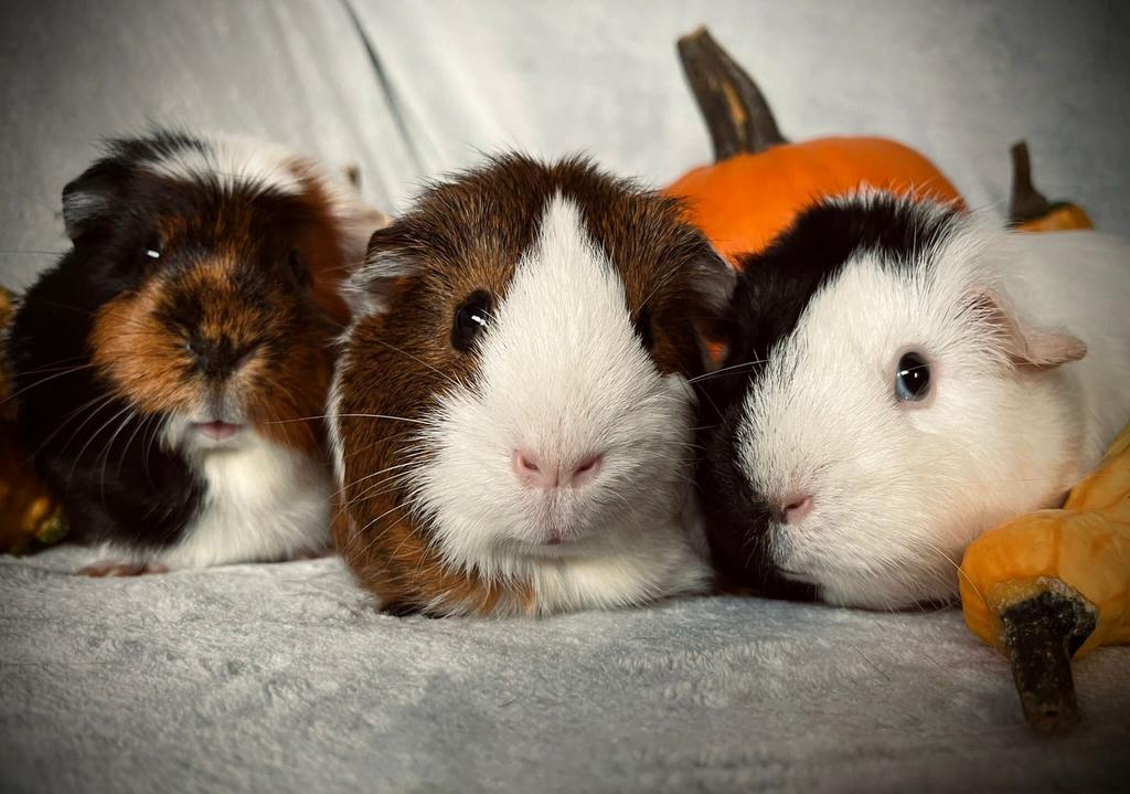Cavia/ knaagdieren opvang, Januari, Meerdere dieren, Cavia