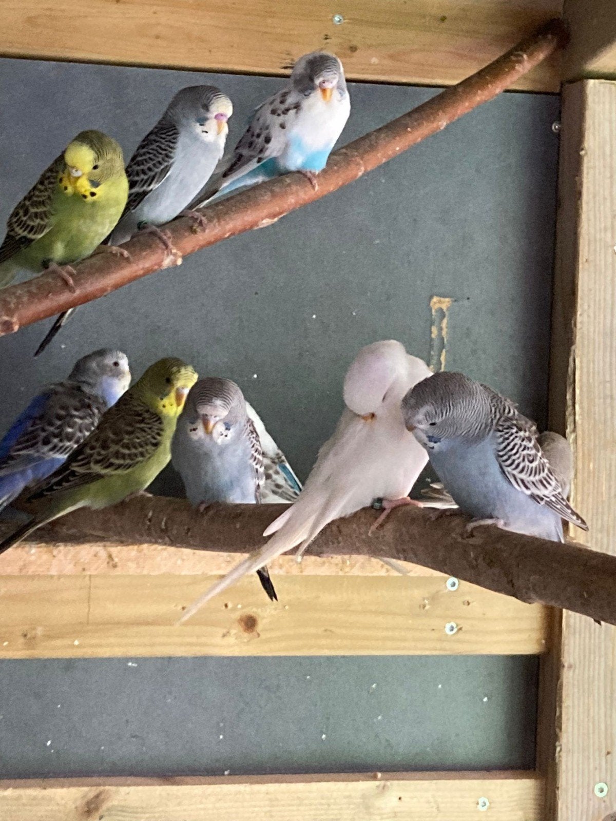 Grasparkieten diverse kleuren, geringd, van april t/m juni, Dieren en Toebehoren, Vogels | Parkieten en Papegaaien, Meerdere dieren
