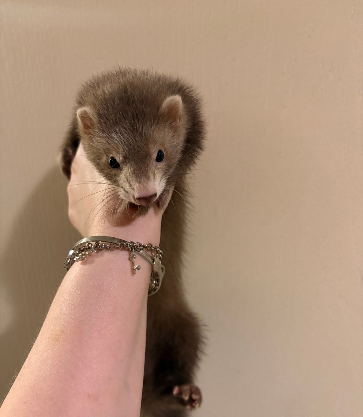 Mooi choco fretten moertje pup, Dieren en Toebehoren, Overige Dieren, Mei, Vrouwelijk