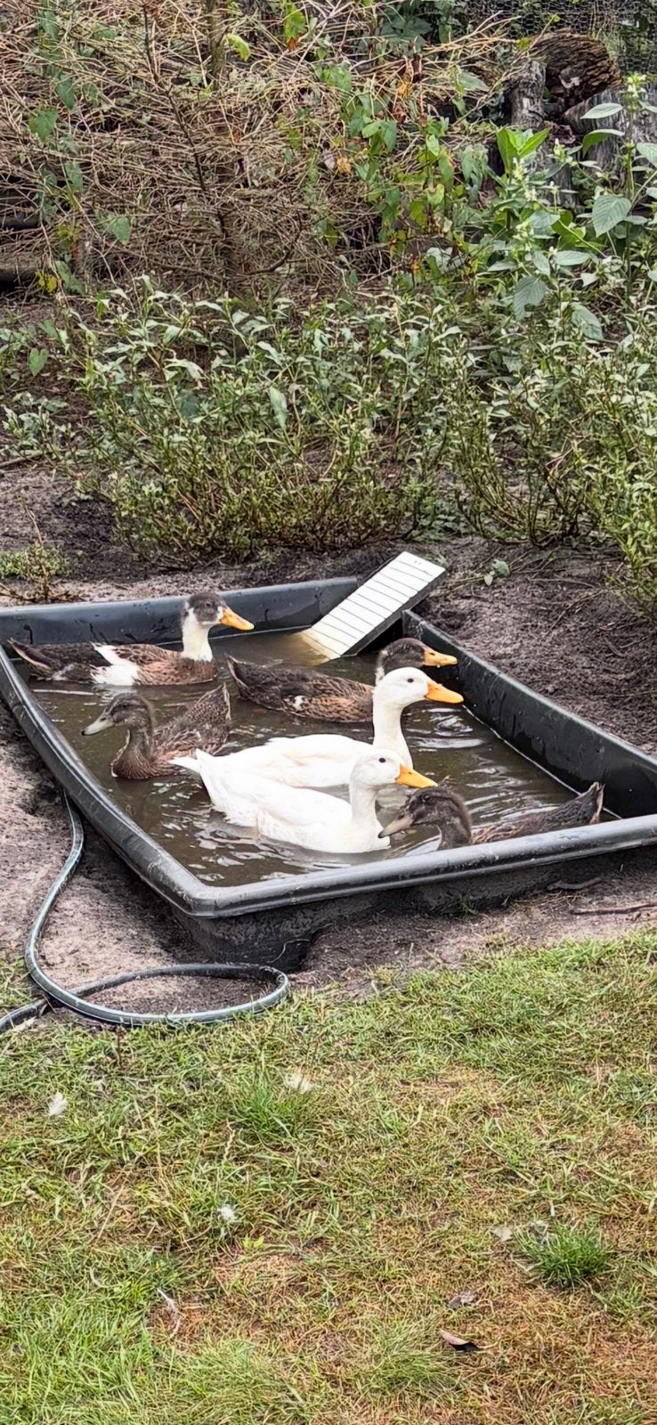 Loopeend  6stuks, Dieren en Toebehoren, Pluimvee, Geslacht onbekend, Eend