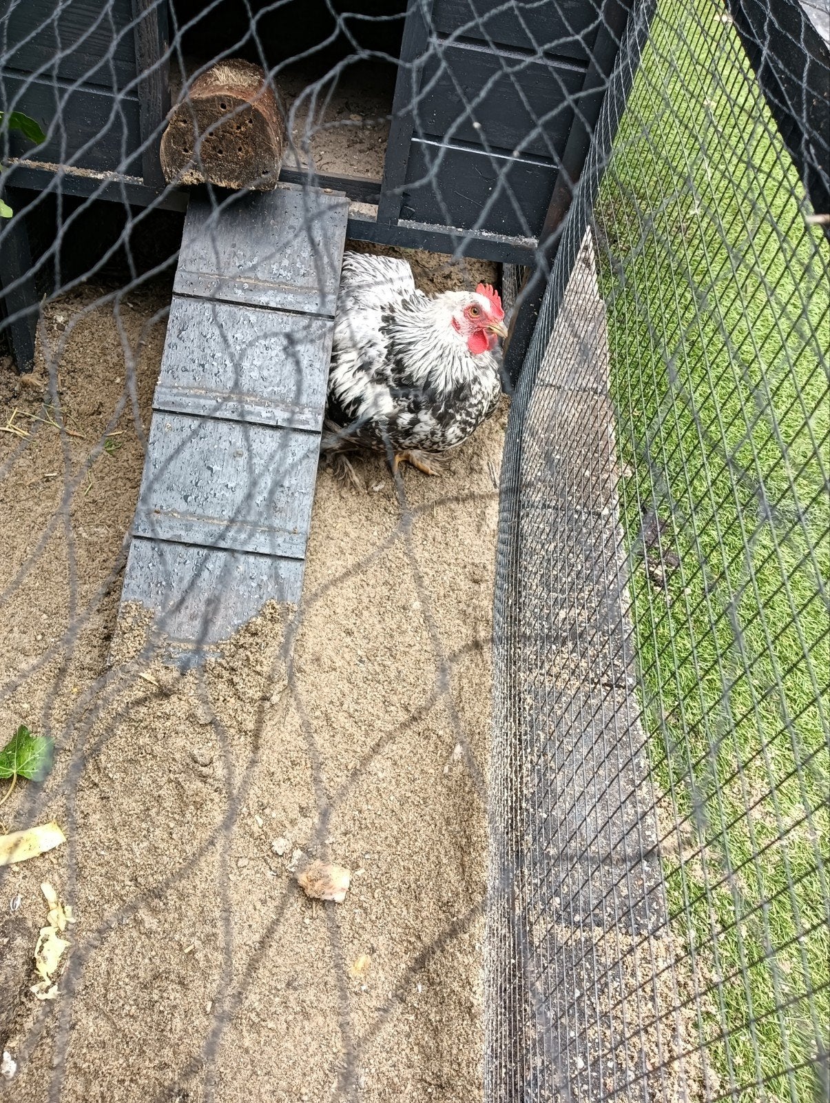 Gratis Cochin kriel Haan, Dieren en Toebehoren, Mannelijk, Kip