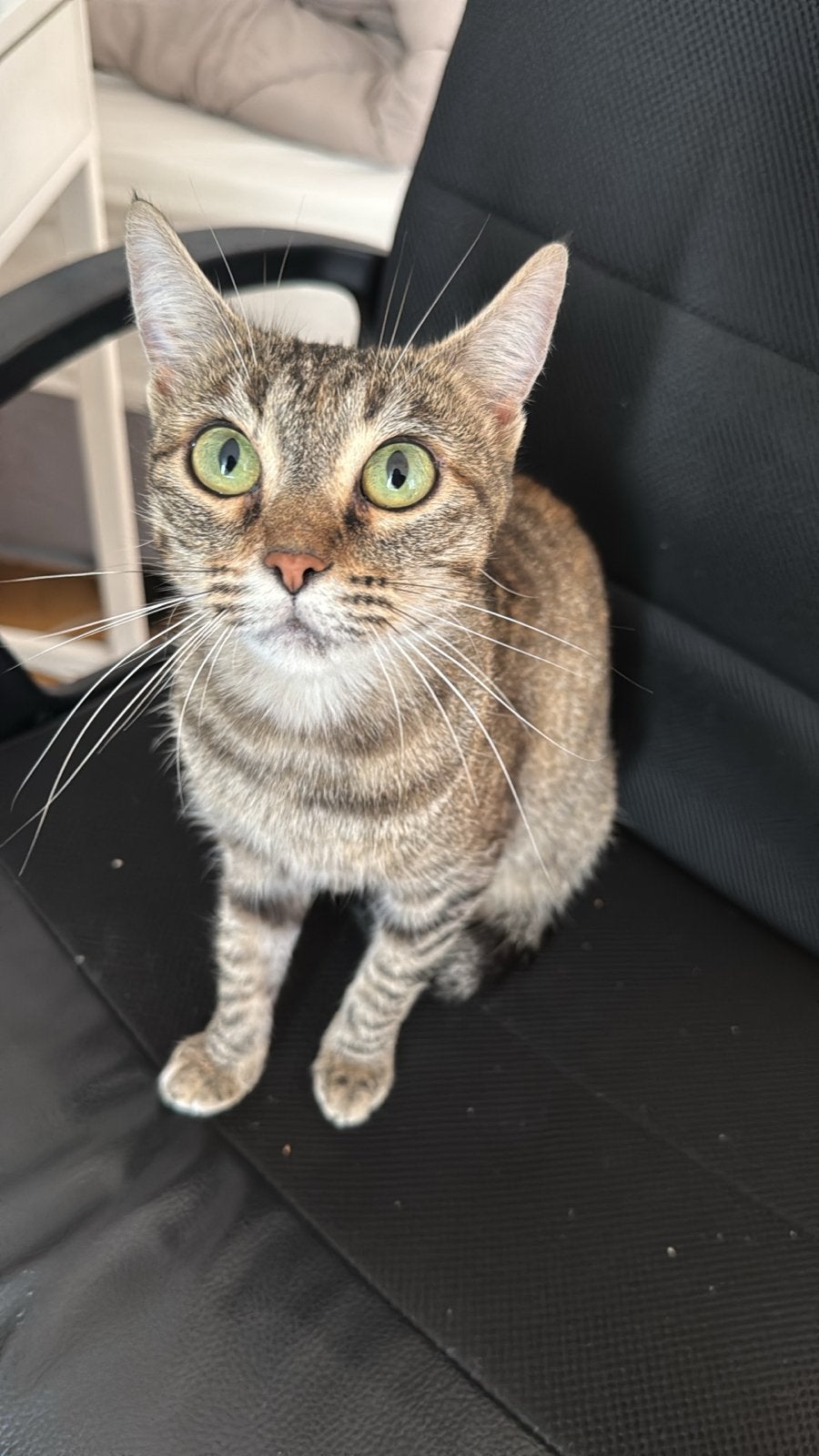 Lieve poes met spullen, Dieren en Toebehoren
