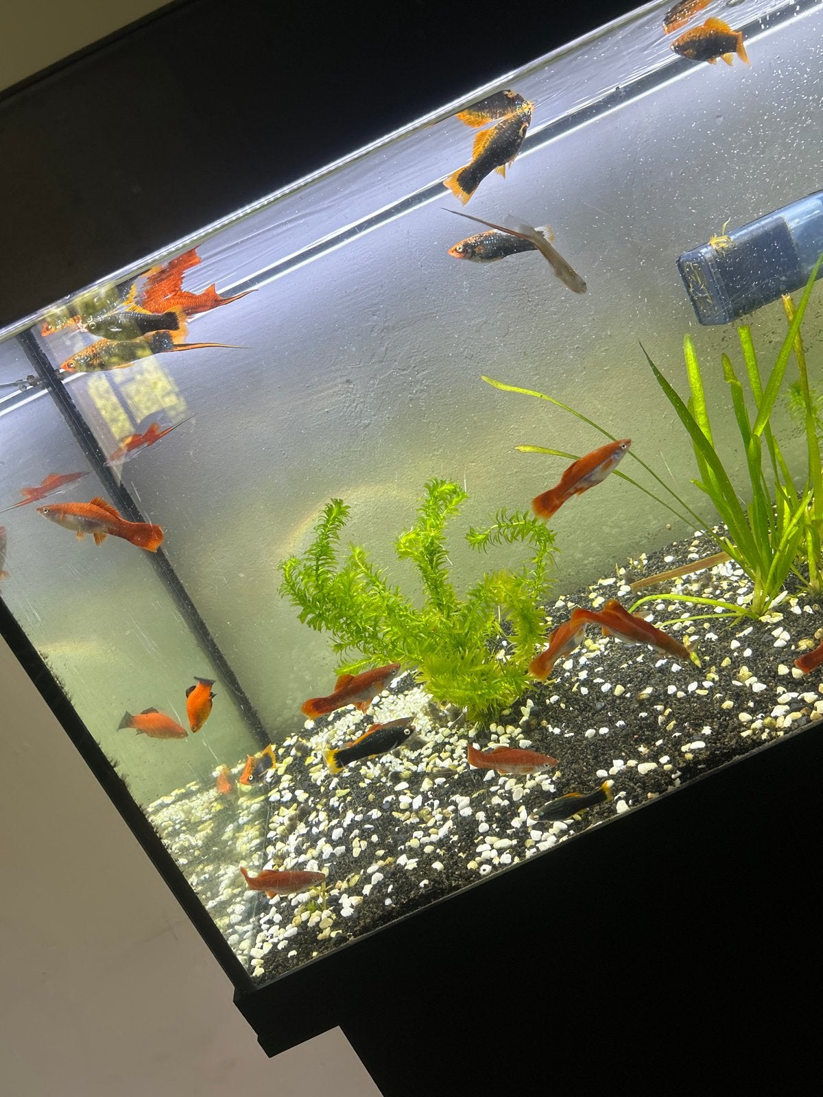 Platys / mollys