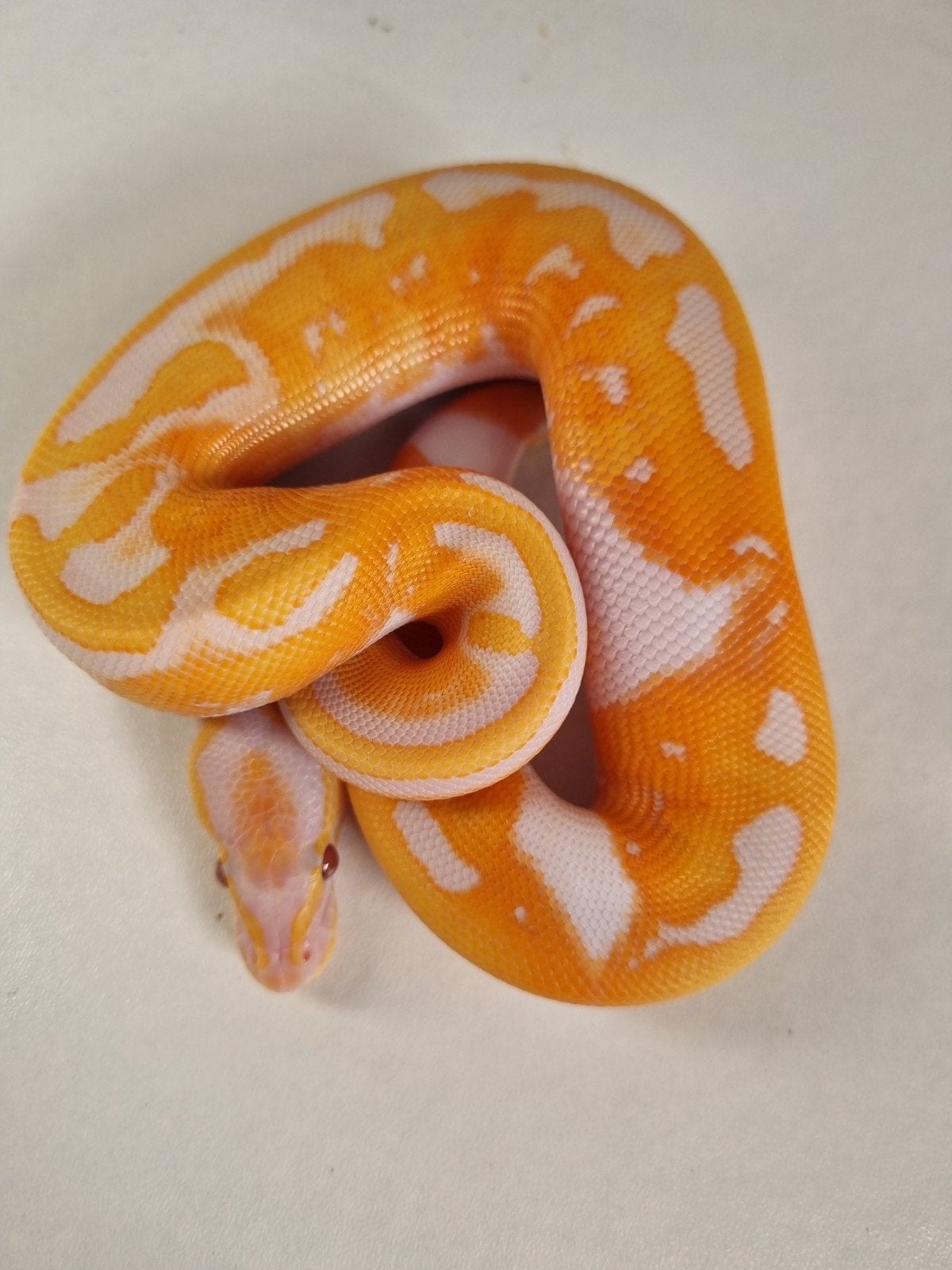 1.0 black head dreamsicle koningspython Ball Python photo 4