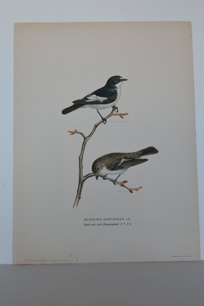 VLIEGENVANGER ZWARTE EN WITTE MAN VROUW ORIGINELE LITHO VC9, Antiek en Kunst, Kunst | Litho's en Zeefdrukken, Origineel, Ophalen of Verzenden