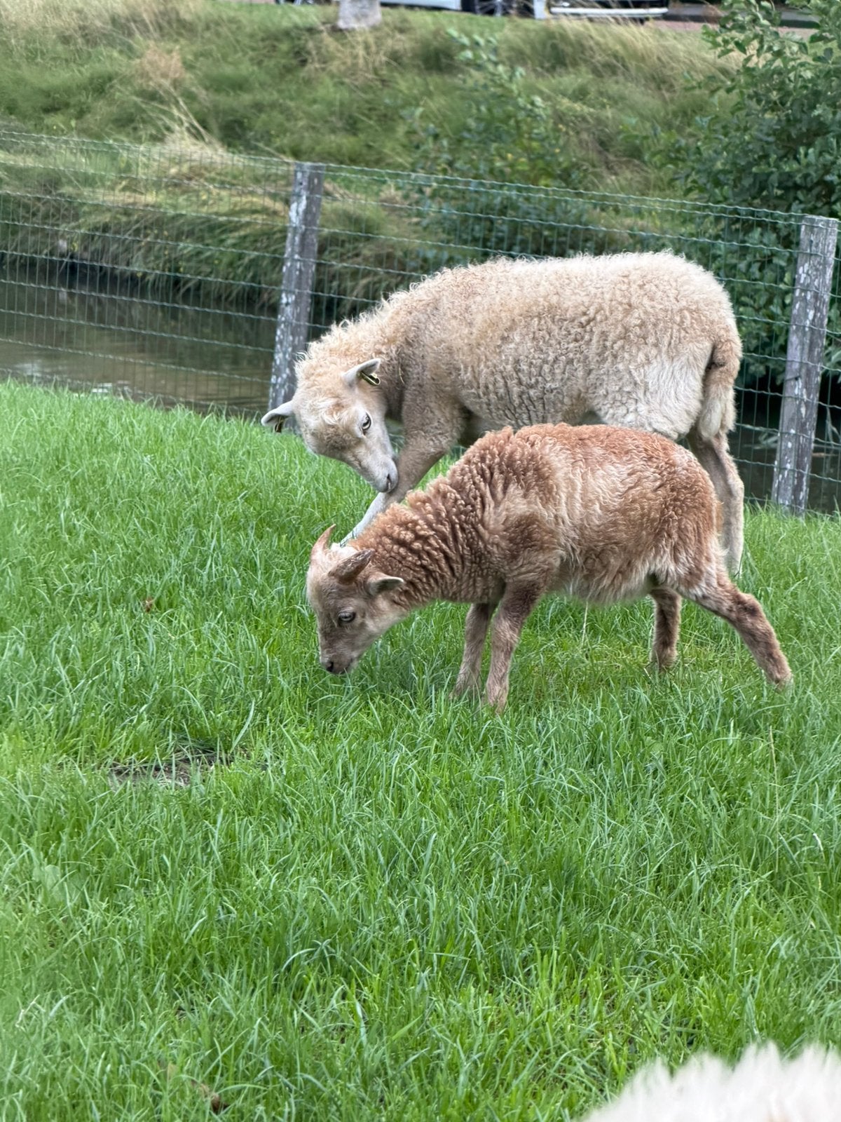 Ouessant ram lammetje, Dieren en Toebehoren, Mannelijk, Schaap