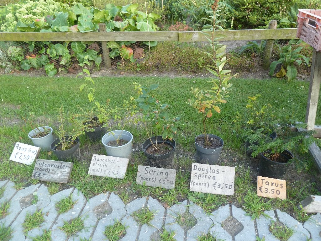 Diverse struiken en vaste planten, Tuin en Terras, Ophalen, Overige soorten, Struik, 100 tot 250 cm