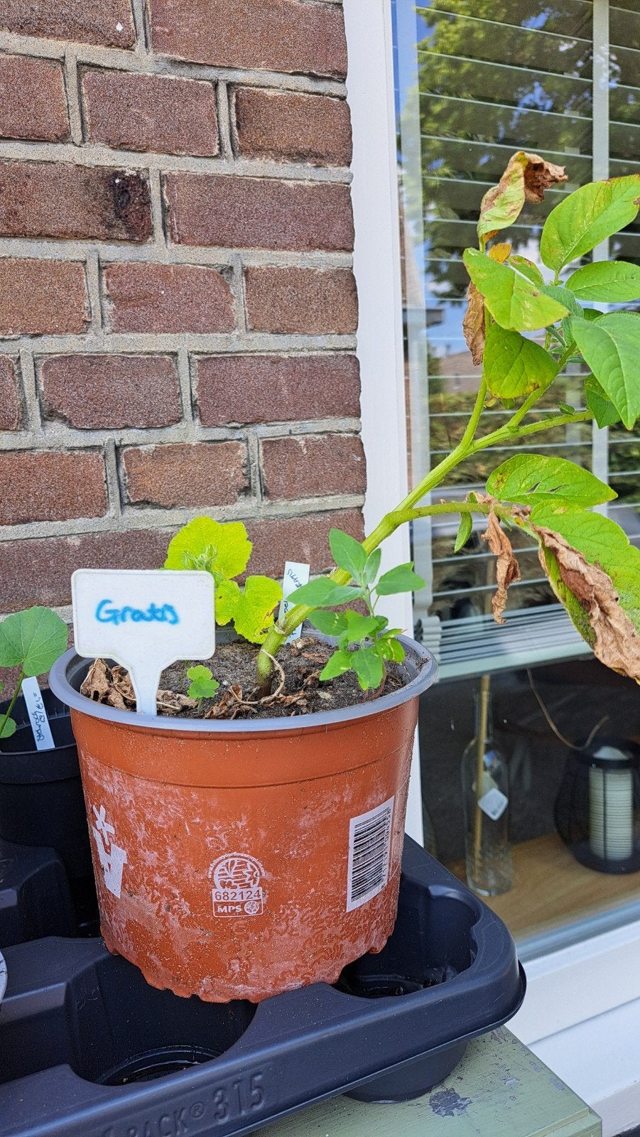 Aardappels Frieslander, Ophalen, Volle zon, Overige soorten, Minder dan 100 cm