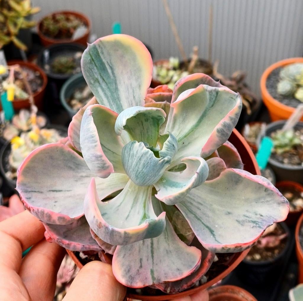 Echeveria Cleopatra, Ophalen of Verzenden, Halfschaduw, Minder dan 100 cm